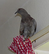 pigeon in kitchen