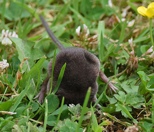 Shrew digging in grass for food