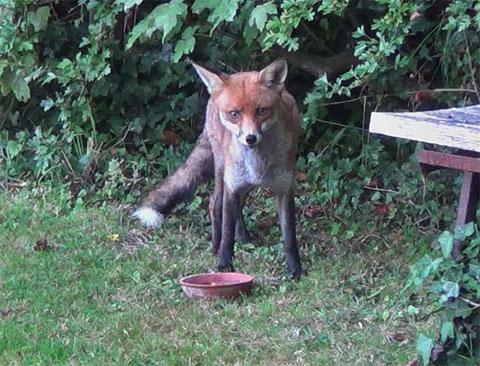 Fox feeding in the garden