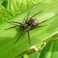 Spiders for garden growth
