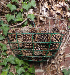 Pine Cones in Hanging Basket for Bug Hotel