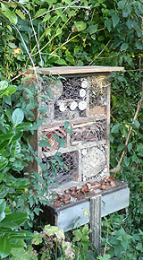 Bug House in hedgerow
