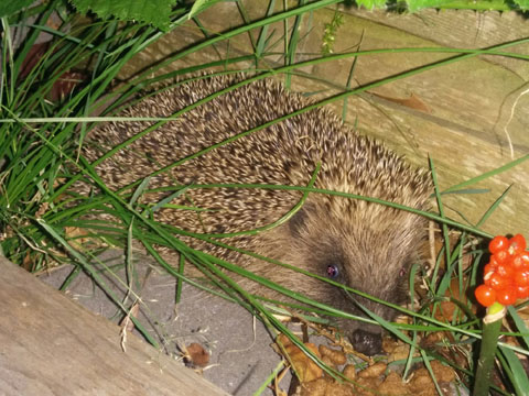 Hedgehog searching for food