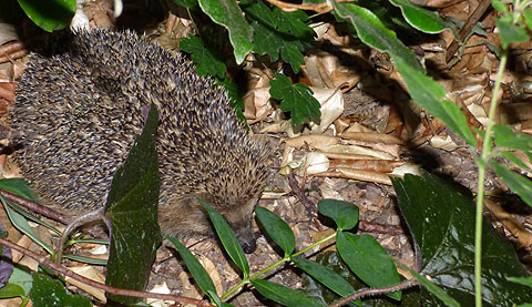 Hedgehog foraging for food