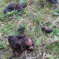 Badger droppings in the Garden