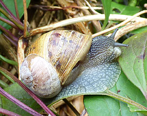 Large Snail on Leaf UK