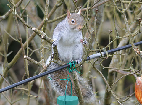 Squirrel pinching bird feed