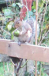 Squirrel eating nut on fence