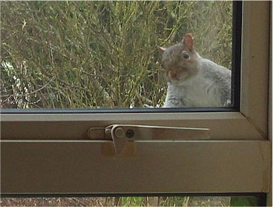 Squirrel looking through Window