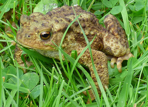 Young Toad crossing the grass