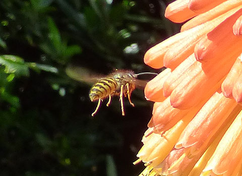 Wasp pollinating