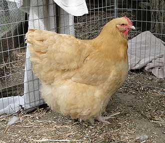 Buff Orpington Chicken