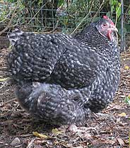 Cuckoo Orpington Chicken