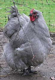 Lavender Orpington Chicken
