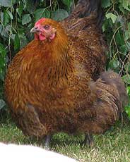 Partridge Orpington Chicken