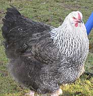 Silver Birchen Orpington Hen