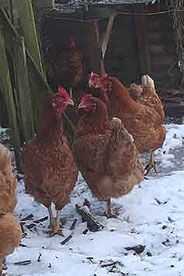 chickens-in-snow