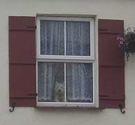 How much is that doggy in the window !