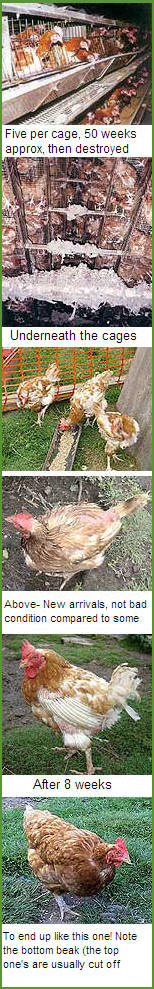 re-homing battery hens