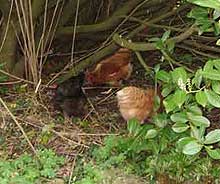 Chickens scraping in hedge