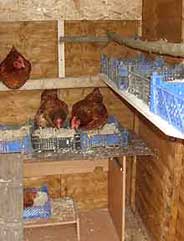 chickens kept in garden shed