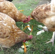chickens eating scraps
