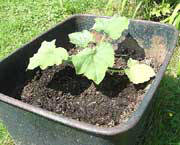 courgettes in pots
