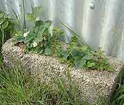 Growing Strawberries in Cavity Wall
