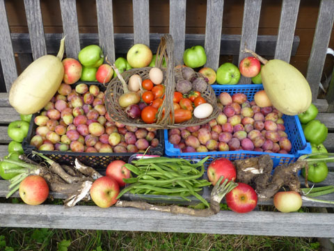 Garden Fruit and Vegetable Harvest